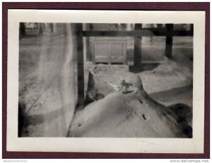 Belle photo ALGERIE 1932 - TOUGGOURT - FENNEC