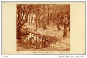 ALGERIE - TOUGGOURT    Dans l'Oasis de ...