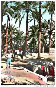 ALGERIE OUARGLA TERRITOIRE DE TOUGGOURT LA PALMERAIE CPSM