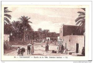 TOUGGOURT - Entrée de la ville. Palmiers dattiers.