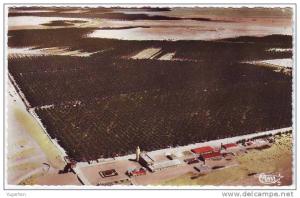 ALGERIE - CP - TOUGGOURT - Vue aérienne - Palmerais - Neuve/Mint