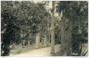 ALGERIE TOUGGOURT (Constantine) Oasis saharienne