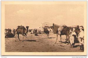 ALGERIE - Convoi de Chameaux à la Gare de TOUGGOURT