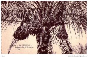 Touggourt. Palmier chargé de dattes.