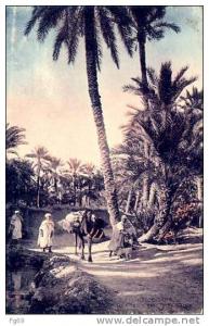 BISKRA _ ALGERIE _ EL- KANTARA _SIDI-OKBA - Un chemin dans la palmerais avec des chameliers