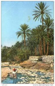 SCENES TYPES D'AFRIQUE DU NORD.EL KANTARA DANS LA RIVIERE.CPSM.