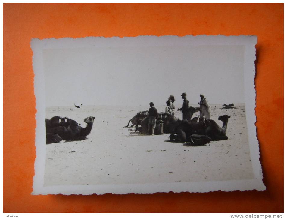 6 ) touggourt   marche aux chameaux   photo   dentelee1932