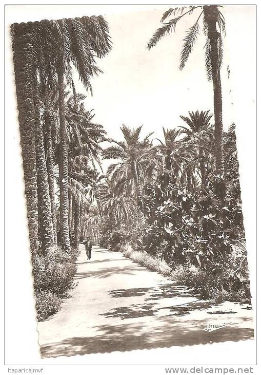 algérie   TOUGGOURT  jardin  communal