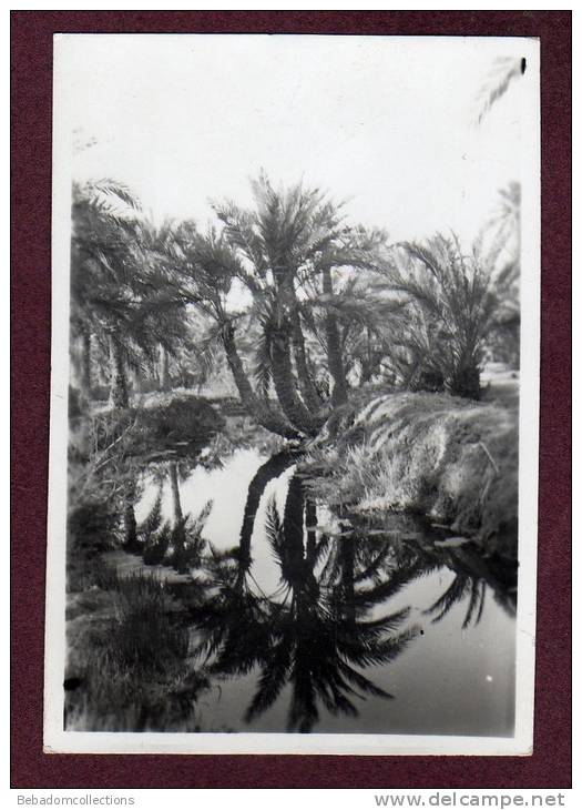 Belle photo ALGERIE 1932 - TOUGGOURT - PALMIERS - BEAU REFLET DANS L'EAU