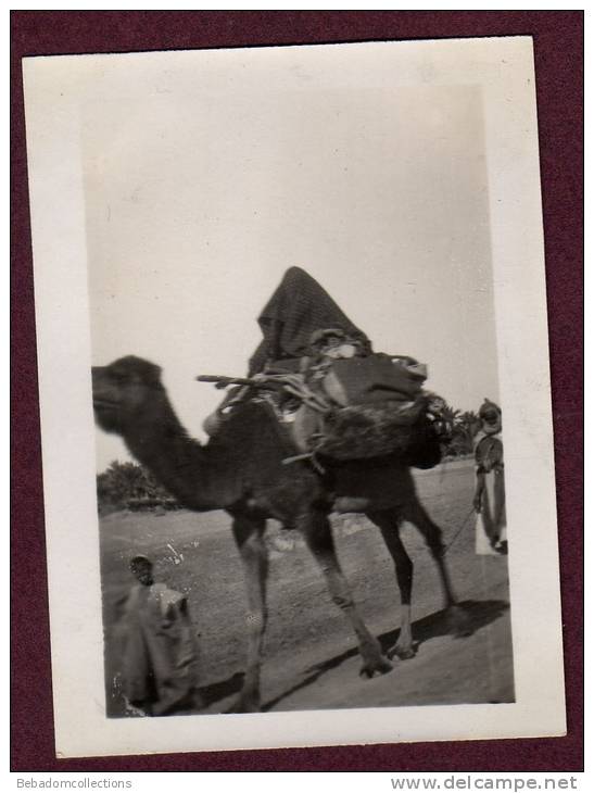Belle photo ALGERIE 1932 - TOUGGOURT - PALANQUIN