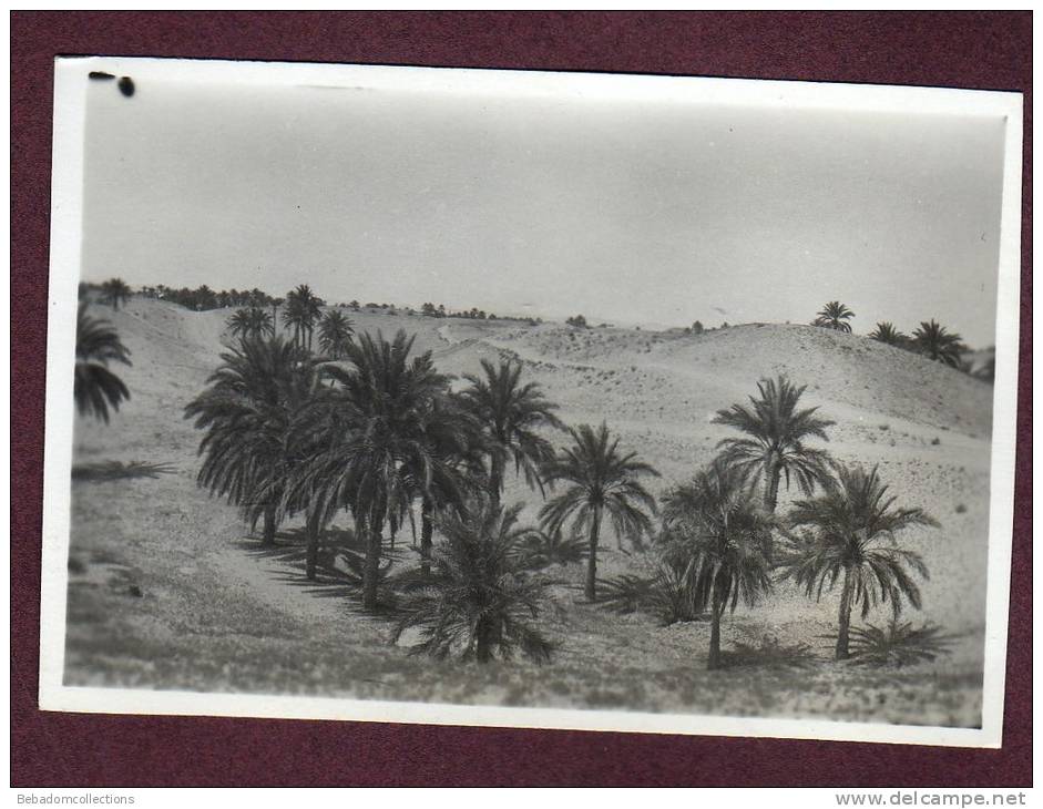 Belle photo ALGERIE 1932 - TOUGGOURT - PALMERAIE