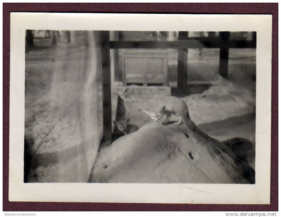 Belle photo ALGERIE 1932 - TOUGGOURT - FENNEC