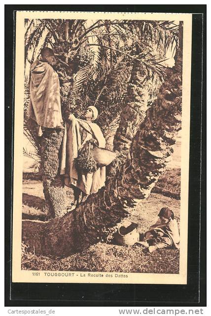 CPA Touggourt, Mann mit Kindern beim Datteln flÌcken