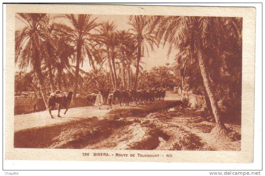 cpa, biskra, route de touggourt, chameaux