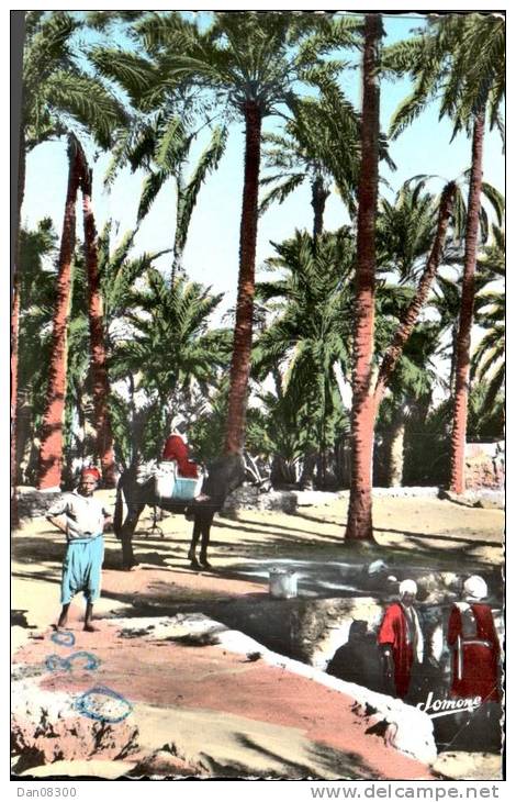 ALGERIE OUARGLA TERRITOIRE DE TOUGGOURT LA PALMERAIE CPSM