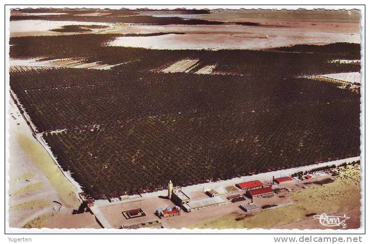 ALGERIE - CP - TOUGGOURT - Vue aérienne - Palmerais - Neuve/Mint