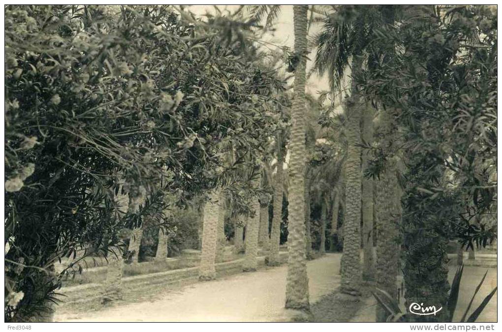 ALGERIE TOUGGOURT (Constantine) Oasis saharienne