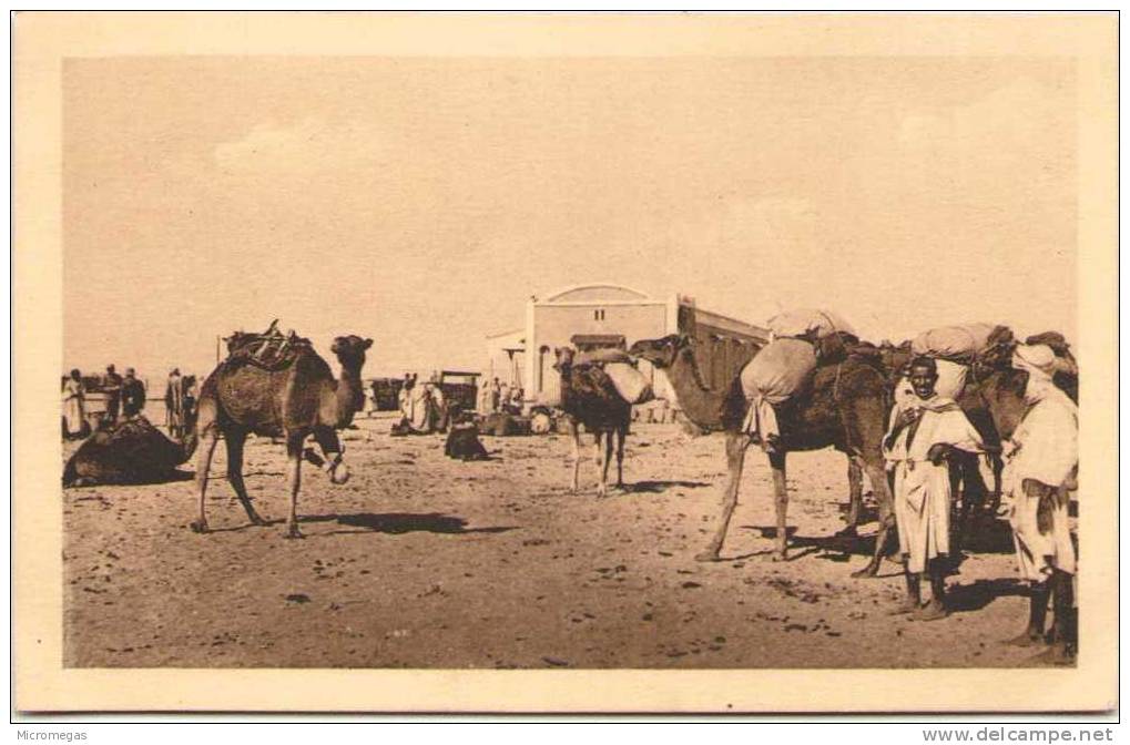 ALGERIE - Convoi de Chameaux à la Gare de TOUGGOURT