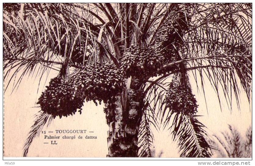 Touggourt. Palmier chargé de dattes.