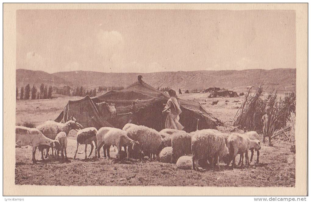 Algeria Tente de nomades pres d'El Kantara 2 scans