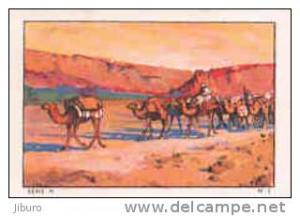 El Kantara - Une Caravane  //  ( Algérie - Dromadaires - Dromadaire Dromadery ) // st  IM 34-KSB/4