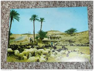CPM, Carte Postale, Algérie, Bords de la Grande Route aux environs de Bouira, animée, animaux