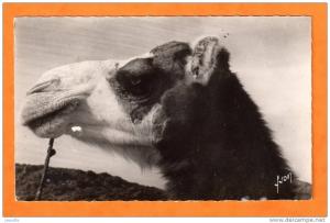 Tête de CHAMEAU pie - Hoggar  - Photo Claude CASSOU - non circulé édit Yvon