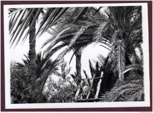 Belle grande photo ALGERIE HOGGAR - OASIS