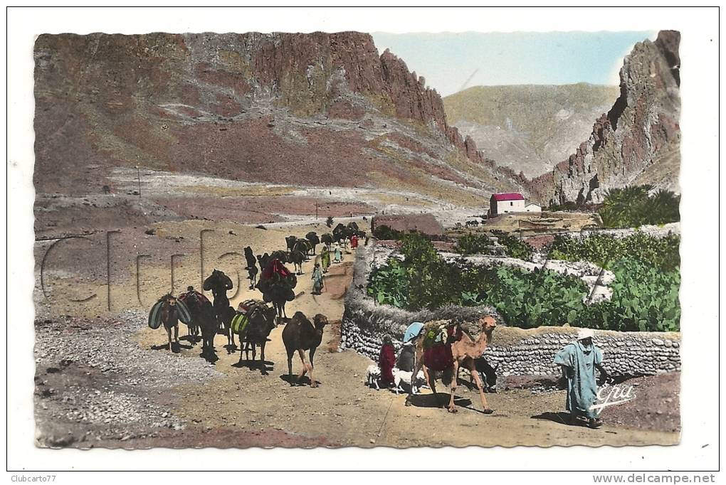 El Kantara ou Kantara (Algérie)  Passage d'une caravane à l'entrée de l'oasis en 1950 (animée).