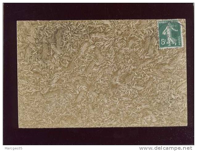 carte photo bouira sauterelles oeufs   photo signon à bouira , invasion de criquets