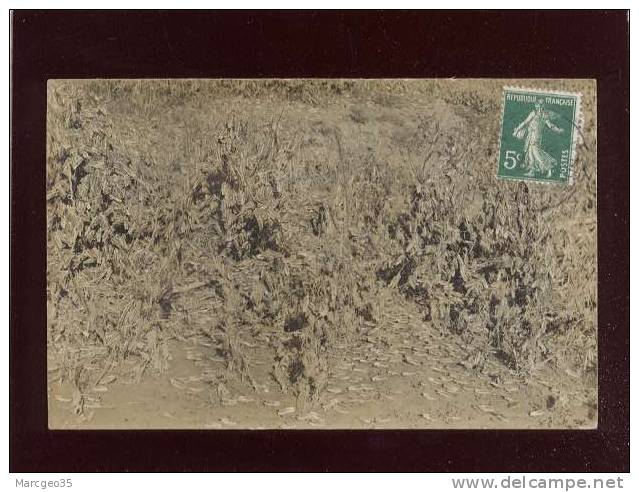 carte photo bouira sauterelles pontes  photo signon à bouira , invasion de criquets