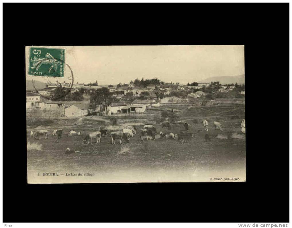 4 BOUIRA - Le bas du village - vache