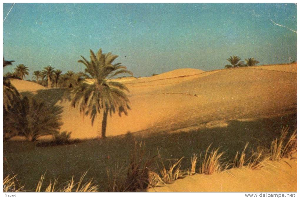 22279    Algeria,  Hoggar,  Oasis,  VG  1972