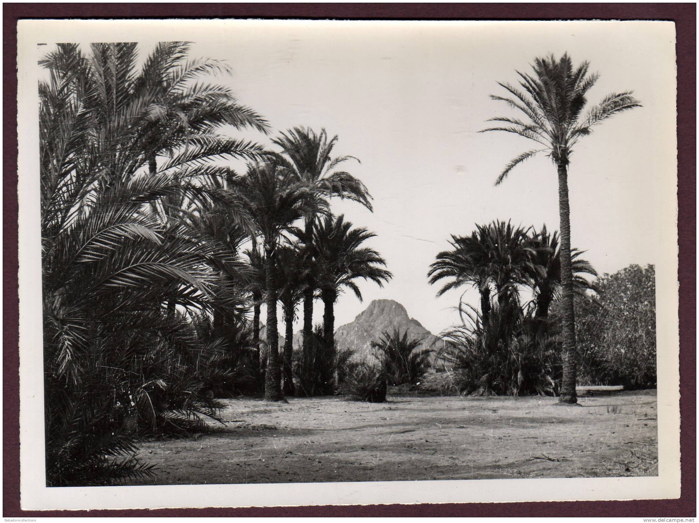 Belle grande photo ALGERIE HOGGAR - OASIS