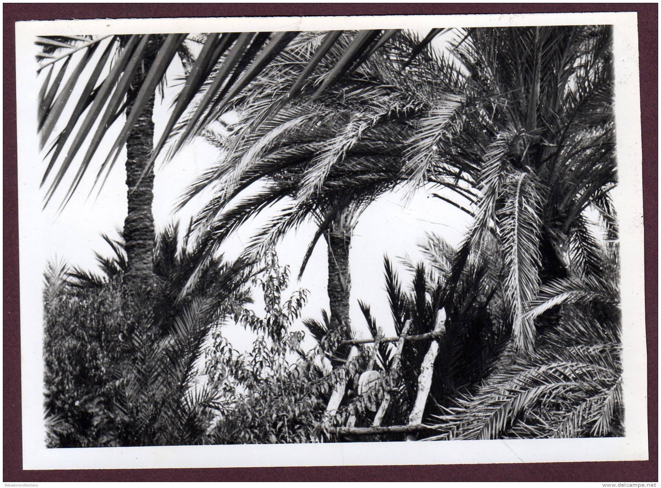 Belle grande photo ALGERIE HOGGAR - OASIS