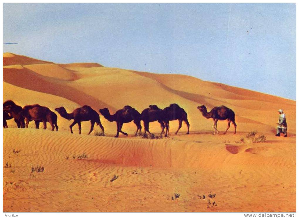 ALGERIE / ALGERIEN   Le Hoggar   La Caravane