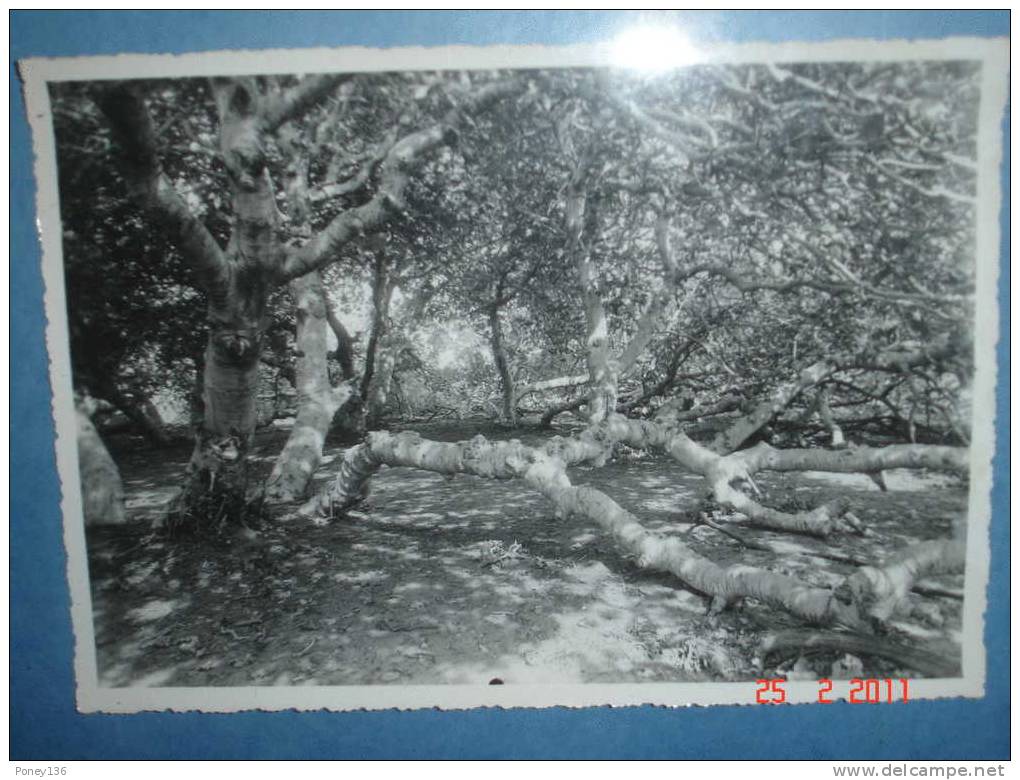 Hoggar_centre de culture_figuiers