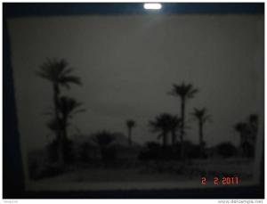 Hoggar_palmiers dans le centre de culture