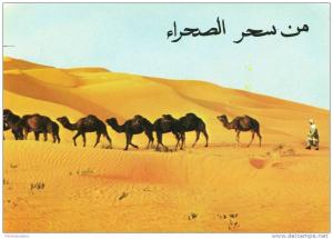 Animaux - Dromadaire - Kamel - caravane dans le Hoggar - désert - dunes - sable