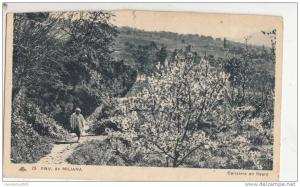 BR44414 Miliana cerisiers en fleurs    2  scans