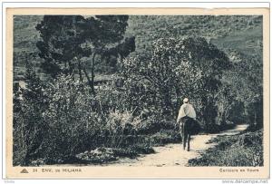 ENVIRON DE MILIANA  CERISIERS EN FLEURS