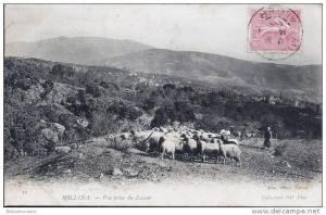 ALGERIE - MILIANA - BELLE VUE PRISE DU ZACCAR