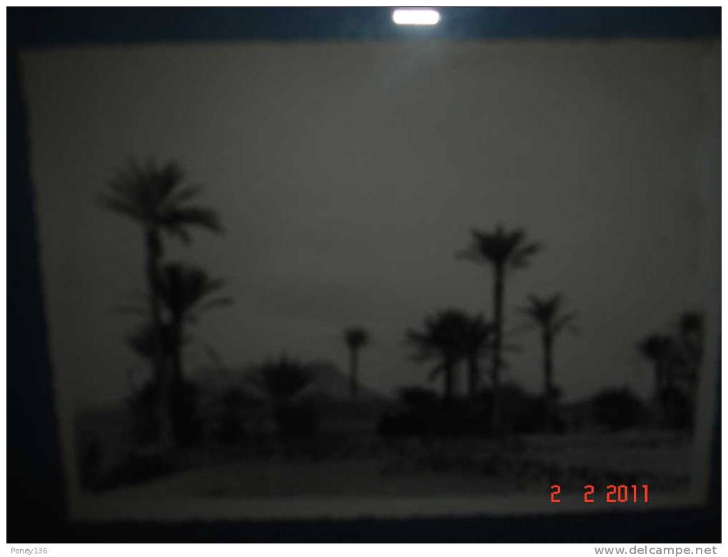 Hoggar_palmiers dans le centre de culture