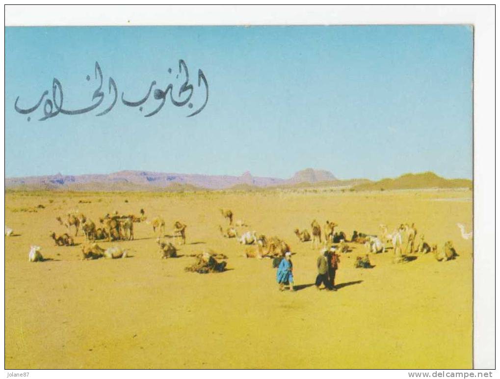 CPM       ALGERIE      LE HOGGAR           CHAMELIERS ET CHAMEAUX