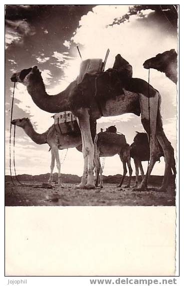 Caravane au coucher de soleil- cliché Bourdelon mission Hoggar - Tibesti