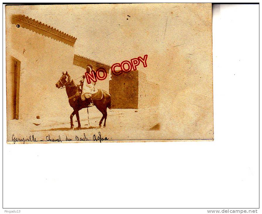 Carte photo Géryville Le cheval du Bach Agha Bachagha
