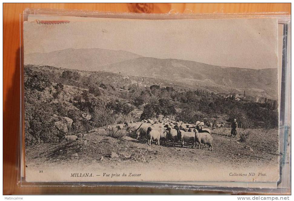 Miliana (Algérie) Vue prise du  Zaccar