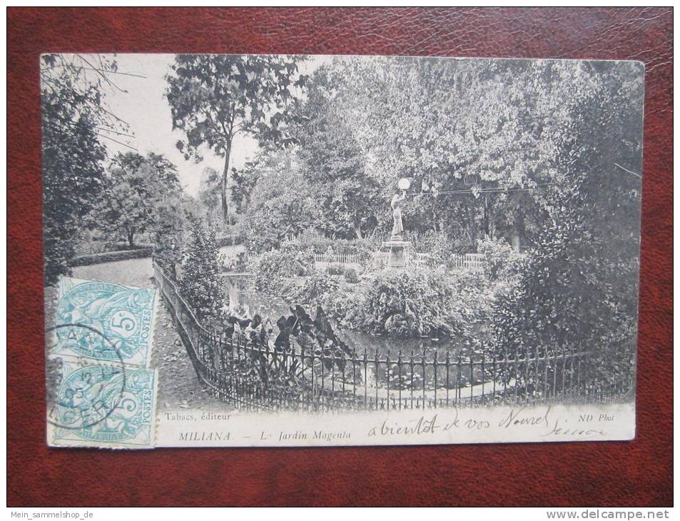 Miliana Le Jardin Magenla Algerien CPA AK