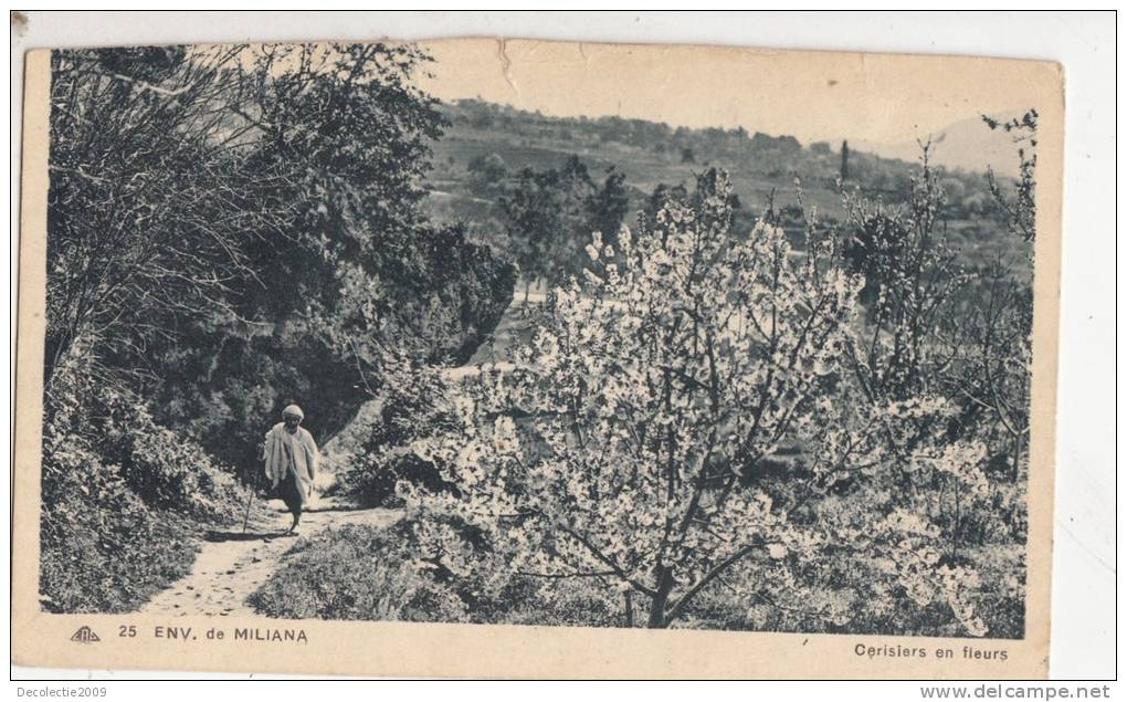 BR44414 Miliana cerisiers en fleurs    2  scans