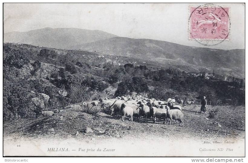 ALGERIE - MILIANA - BELLE VUE PRISE DU ZACCAR